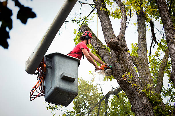 Best Tree Planting Services  in Tangerine, FL